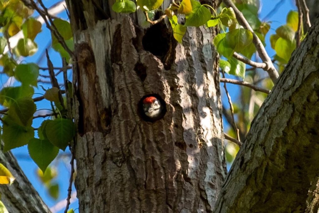 Spechtenjong in nest op de Vallei